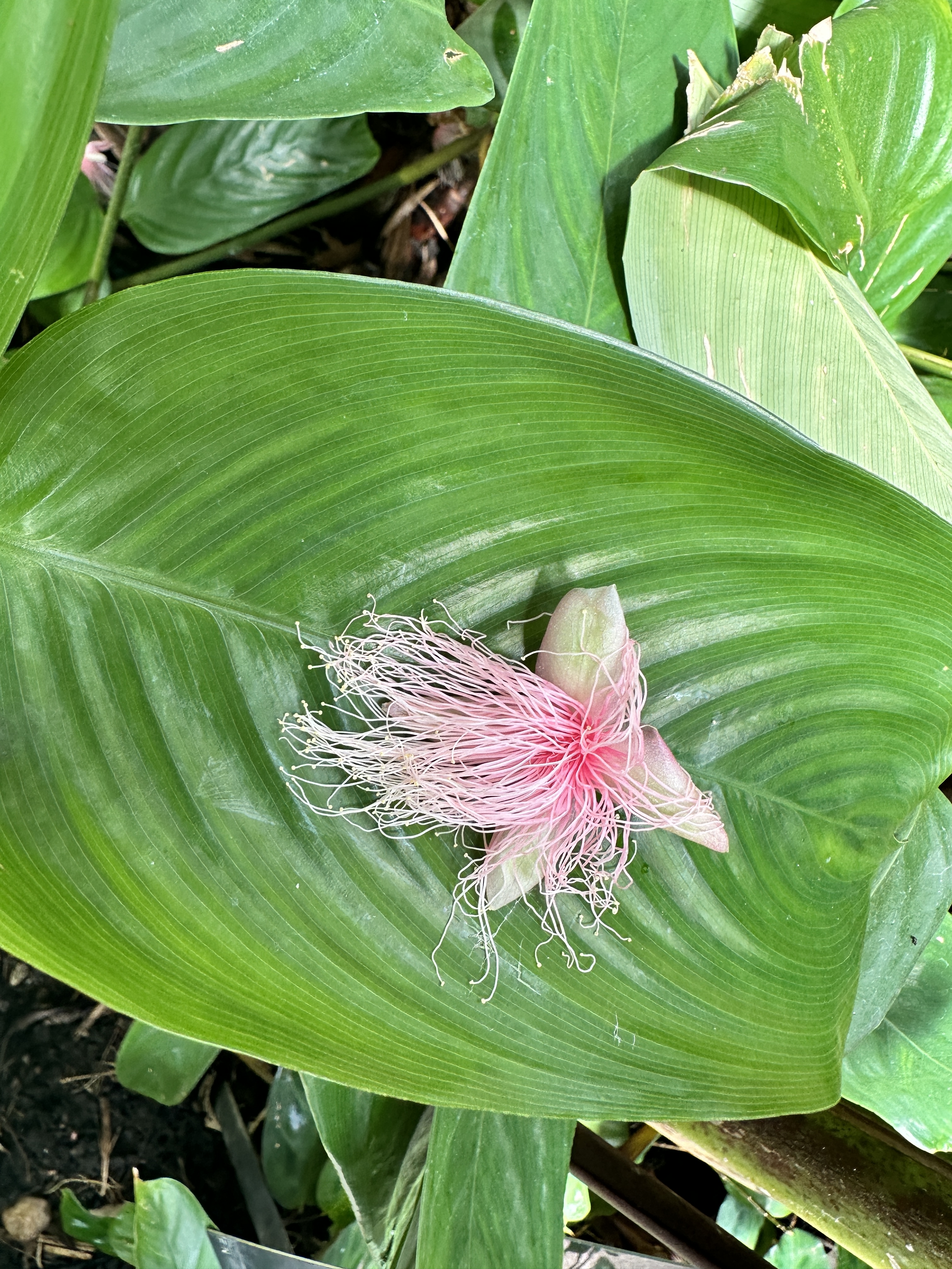 Plants in Kew Garden